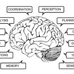 Does brain training work?